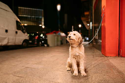 A dog tied by the door of a supermarket in a street in Madrid, Spain.