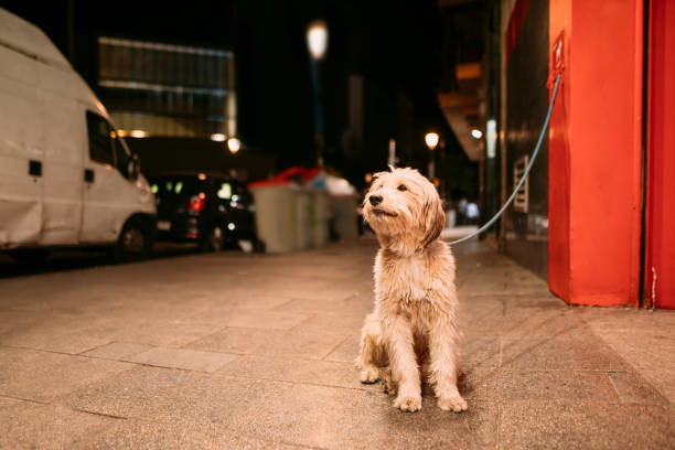 Dog tied in the street A dog tied by the door of a supermarket in a street in Madrid, Spain. in bounds stock pictures, royalty-free photos & images