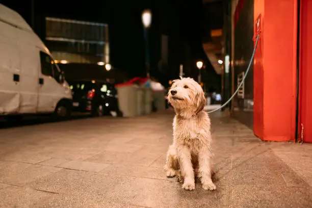 Photo of Dog tied in the street