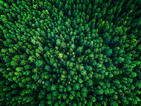 Bosque verde, vista desde arriba, la vista superior, tonificada photo