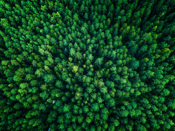 Green Forest, view from above, top view, toned Green Forest, view from above, top view, toned treetop stock pictures, royalty-free photos & images