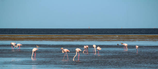 istock Marina, Houmt Souk, Djerba , Tunisia, flamingo 850186448