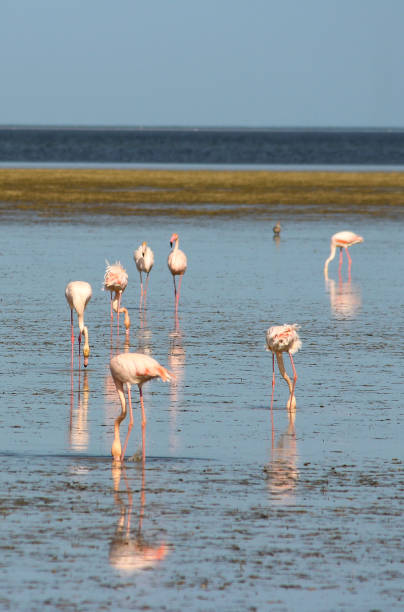 istock Houmt Souk, Djerba , Tunisia, flamingo 850186464