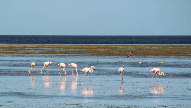 istock Houmt Souk, Djerba , Tunisia, flamingo 850186470