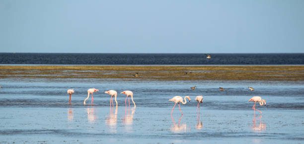 istock Houmt Souk, Djerba , Tunisia, flamingo 850186478