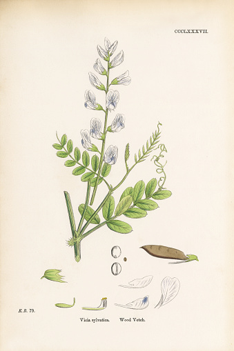 Very Rare, Beautifully Illustrated Antique Engraved and Hand Colored Victorian Botanical Illustration of Wood Vetch, Vicia sylvatica, 1863 Plants. Plate 387, Published in 1863. Source: Original edition from my own archives. Copyright has expired on this artwork. Digitally restored.