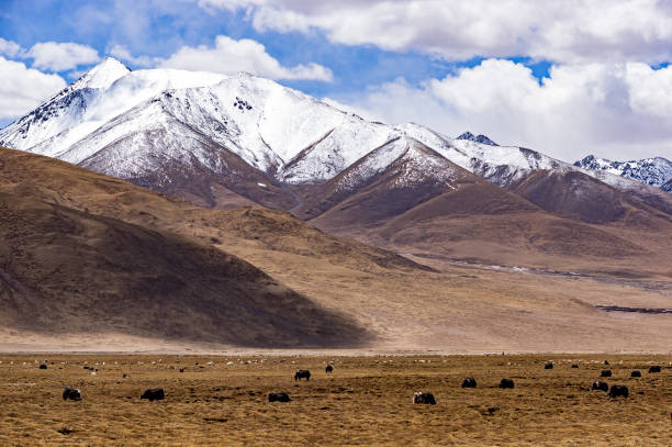 istock Typical mountain landscape with tibetan yaks - Tibet 850200414