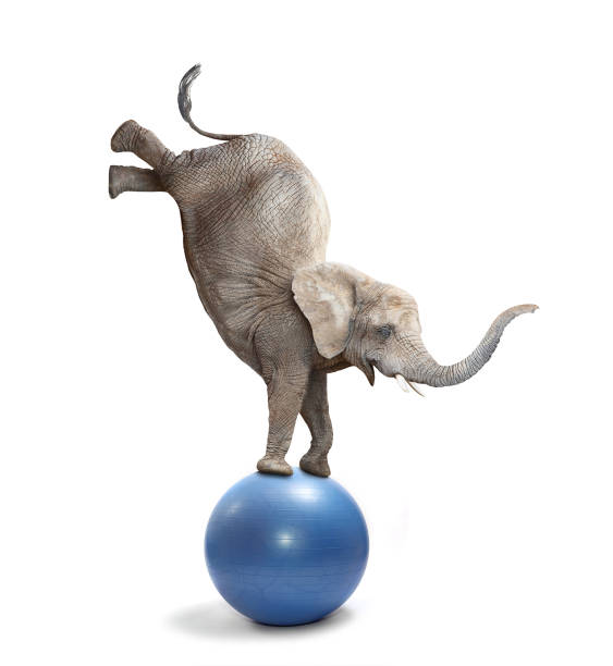 행복 한 코끼리 코끼리 공에 균형입니다. - circus animal 뉴스 사진 이미지