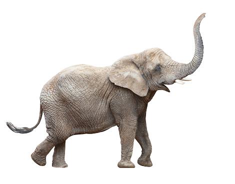 African elephant - Loxodonta africana female.  Animals isolated on white background.