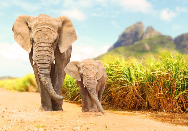 elefantes africanos de bush - loxodonta africana. - elefante fotografías e imágenes de stock