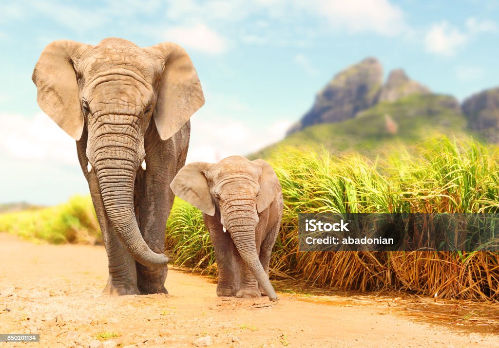 African Bush Elephants - Loxodonta africana. African Bush Elephants - Loxodonta africana family walking on the road in wildlife reserve. Greeting from Africa. Elephant Stock Photo