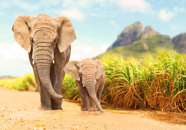 African Bush Elephants - Loxodonta africana. African Bush Elephants - Loxodonta africana family walking on the road in wildlife reserve. Greeting from Africa. elephant photos stock pictures, royalty-free photos & images