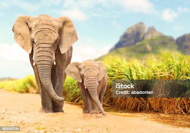 African Bush Elephants Loxodonta Africana Stock Photo - Download Image Now - Elephant, Safari, Africa
