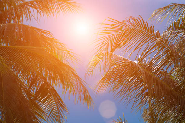 istock Evening sun shines through the coconut in the garden. 850204220