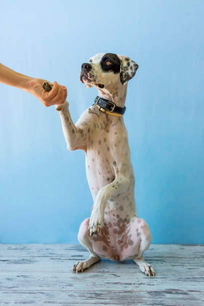 istock sitting on hind legs English pointer womens hand holds it 850207044