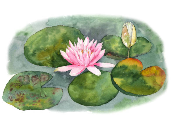 ilustraciones, imágenes clip art, dibujos animados e iconos de stock de ilustración acuarela botánica de los nenúfares en el estanque sobre fondo blanco - frog lily pond water