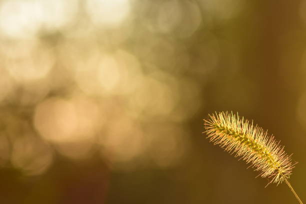 istock Light rings and brightly backlit seed head in morning light 850212878
