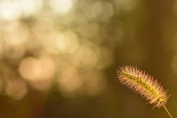 istock Low angle view of backlit seed head in morning light 850219184