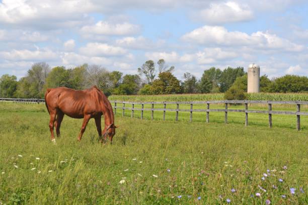 istock Brown Horse Grazing 850219628
