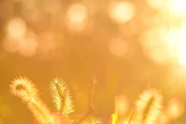 istock Low angle view of brightly backlit seed heads 850219734