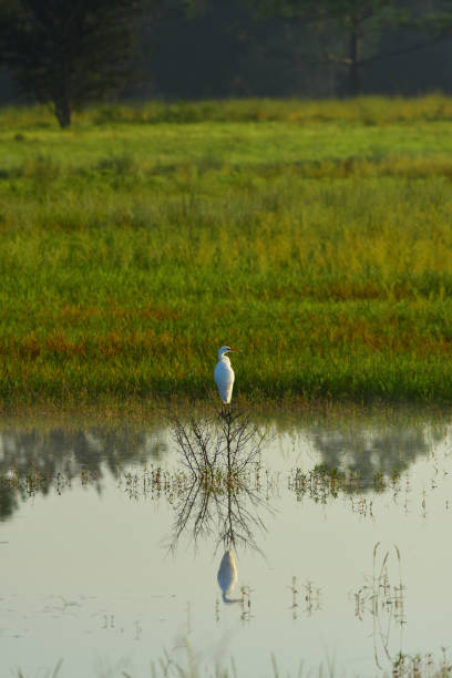istock Great Egret perched above calm lake in morning light 850226064