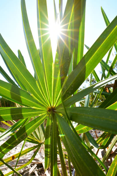 sol brillante a través de la fronda de saw palmetto - florida palm tree sky saw palmetto fotografías e imágenes de stock