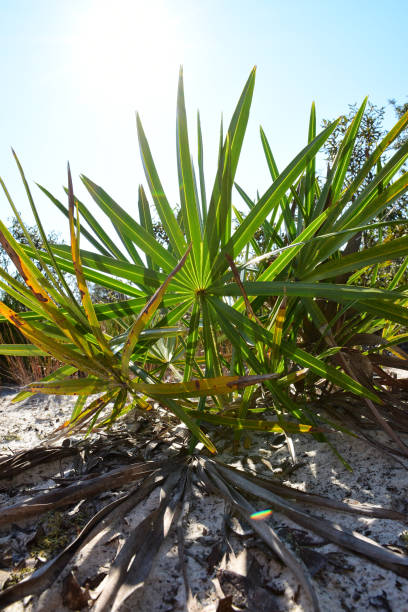 sol brillante encima de saw palmetto en grus - florida palm tree sky saw palmetto fotografías e imágenes de stock