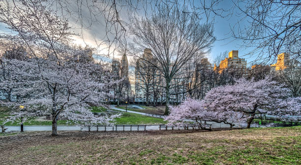 istock Central Park, New York City spring 850238384