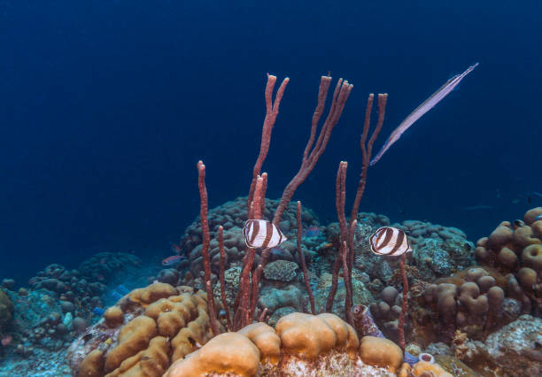 istock Caribbean coral reef 850246386