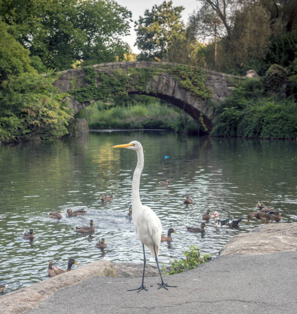 istock Gapstow bridge Central Park, New York City 850248788