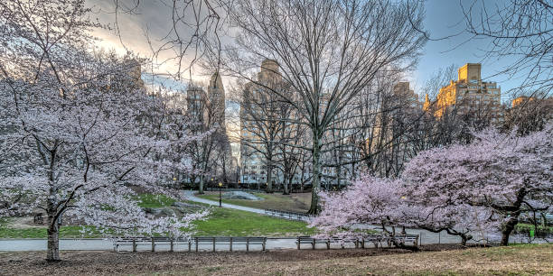 istock Central Park, New York City spring 850259444