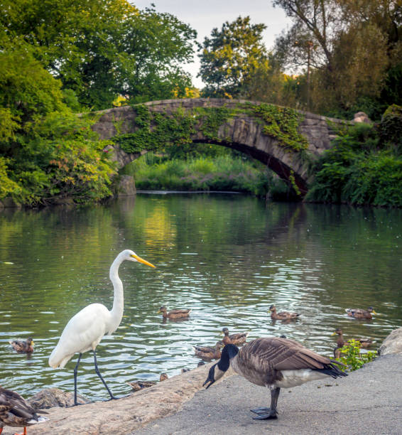 istock Gapstow bridge Central Park, New York City 850260164