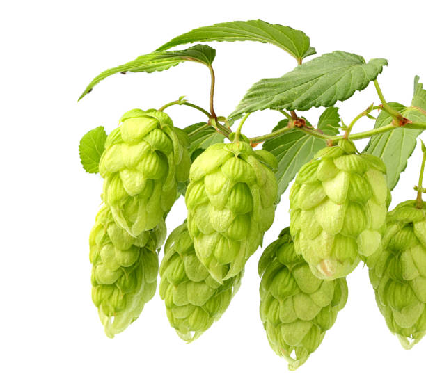 istock Hanging fresh branches hop with leaves isolated 850263018