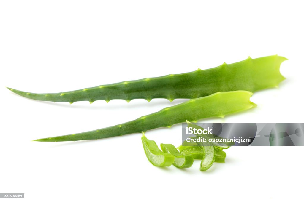 Aloe vera fresh leaf isolated Aloe vera fresh leaf isolated closeup on white background. Advertisement Stock Photo