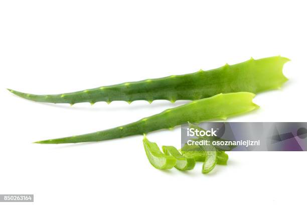 Aloe Vera Fresh Leaf Isolated Stock Photo - Download Image Now - Advertisement, Aloe, Barbed Wire