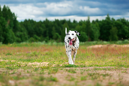 Big dog Dalmatian playing and having fun while running on field in cloudy day.