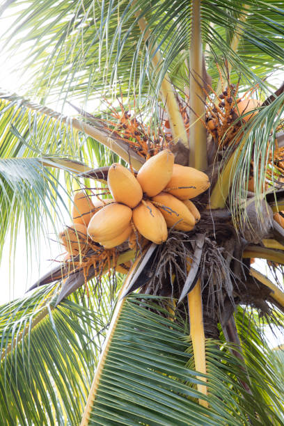 istock Palm Tree  at Cayo Largo, Cuba 850307998