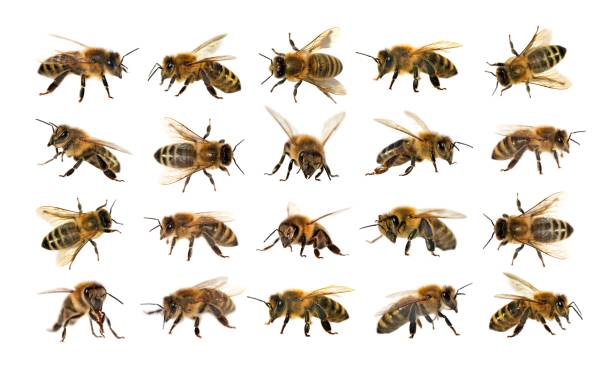 istock group of bee or honeybee on white background, honey bees 850310362