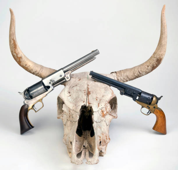 pistole e teschio di mucca. - horned death dead texas longhorn cattle foto e immagini stock