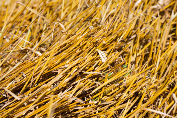 sharp parts of yellow dry wheat straw after harvesting cereal. Summer time of year. Small depth of field