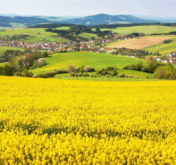 istock Field of rapeseed, canola or colza 850334246