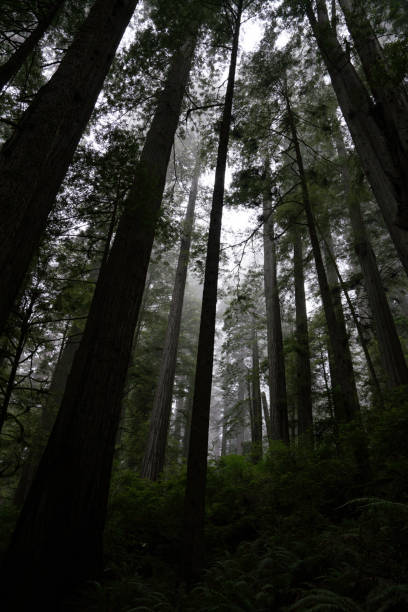istock Jedediah Smith Redwoods, California 850334448