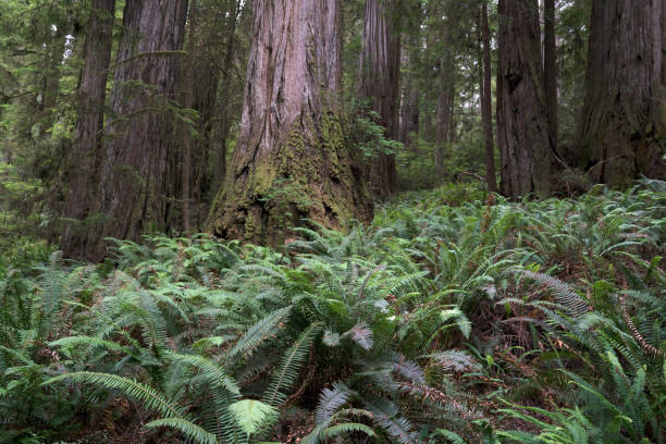 istock Jedediah Smith Redwoods, California 850334450