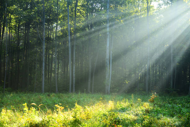 istock Morning in the forst 850336694