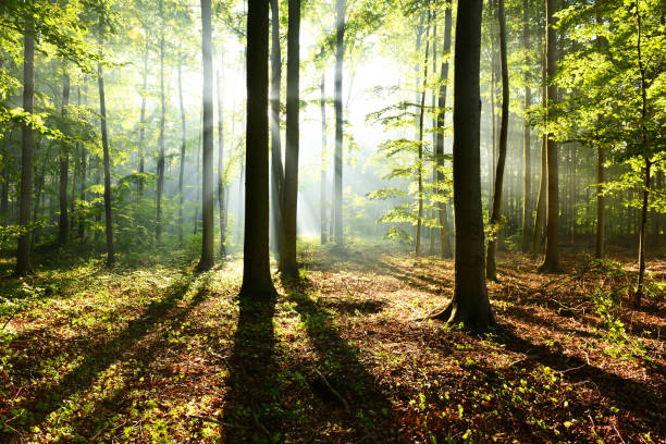 istock Morning in the forst 850336878