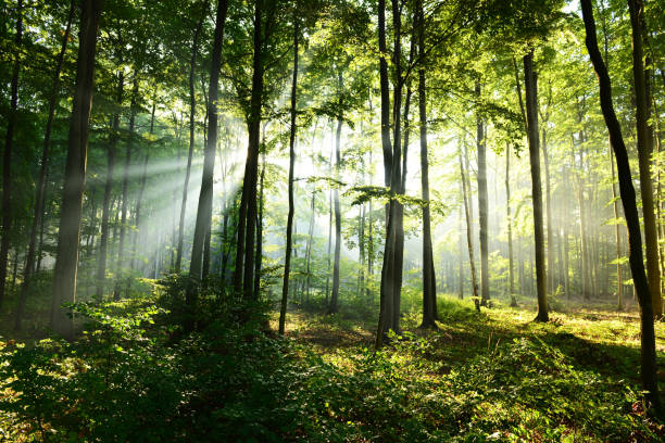 istock Morning in the forst 850336970