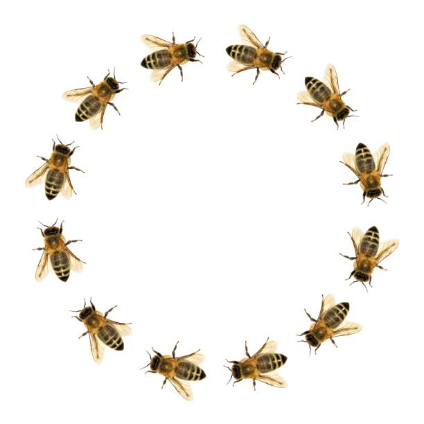 group of bee or honeybee in the circle in Latin Apis Mellifera, european or western honey bee isolated on the white background