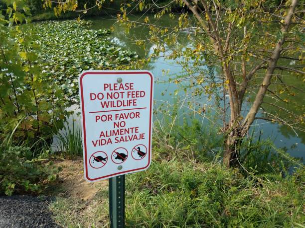 istock please do not feed wildlife sign and water 850340838
