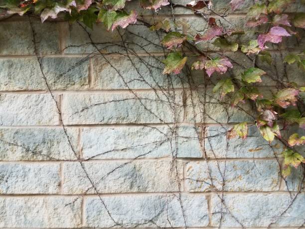 istock green and red leaves and vines on a stone wall 850346126