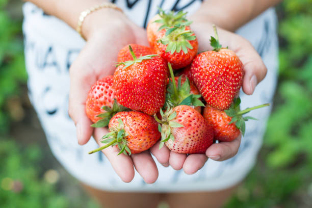 Close-Up Image Of Hands Holding Strawberries Isolated On Grey Background.